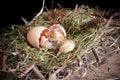 Little chick hatching Royalty Free Stock Photo