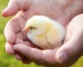 Little chick in human hand