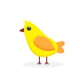 Little chick isolated on white background. Vector illustration Royalty Free Stock Photo