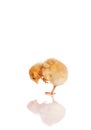 Little chick looking at reflection Royalty Free Stock Photo