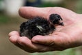 Little chick of Madagascar fighting chicken inside the palms