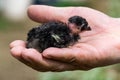 Little chick of Madagascar fighting chicken inside the palms