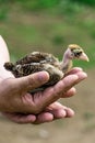 Little chick of Madagascar fighting chicken inside the palms