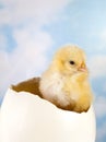 Little chick in ostrich egg Royalty Free Stock Photo