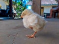 little chick raises its legs while closing its eyes(sleep)