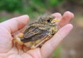 Little chick robin redbreast sitting Royalty Free Stock Photo