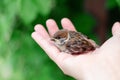 Little chick is sitting on the palm of his hand. Sparrow chick in the hand of man