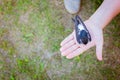 Little chick of a swallow sitting in a man hand Royalty Free Stock Photo