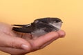 Little chick swift sweeping fallen from a tree in his hand,help chick