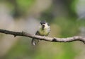 little chick tit sitting on a branch spreading its feather Royalty Free Stock Photo
