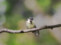 Little chick tit sitting on a branch spreading its feathers and Royalty Free Stock Photo