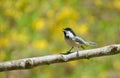 Little chickadee bird singing with yellow flowers in background Royalty Free Stock Photo