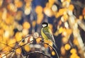 Little chickadee bird sitting on a birch tree with bright yellow autumn leaves