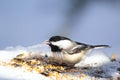 Little chickadee is eating on a stump with seeds in winter park Royalty Free Stock Photo