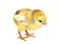 Little chicken Royalty Free Stock Photo