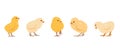 Little chicken birds in different poses. Yellow Chicks.