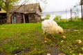Little chicken, chickens on the grass. Raising small chickens. Poultry farming