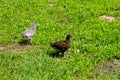 Little chicken, chickens on the grass. Raising small chickens. Poultry farming