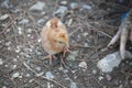 Little chicken close-up. Goynuk canyon Park Royalty Free Stock Photo