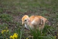 Little chicken, closeup, yellow chicken on the grass. Breeding small chickens. Poultry farming