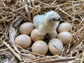 Little chicken and egg Royalty Free Stock Photo