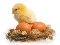 Little chicken and eggs in nest Royalty Free Stock Photo