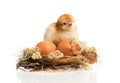 Little chicken and eggs in nest Royalty Free Stock Photo