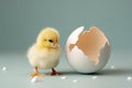 little chicken and eggshell Royalty Free Stock Photo