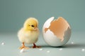 little chicken and eggshell Royalty Free Stock Photo