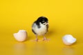 Little chicken with eggshell stands on yellow background. Newborn bird Royalty Free Stock Photo