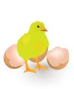 Little chicken in front of the eggshell Royalty Free Stock Photo