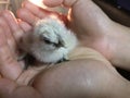 Little chicken