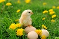 Little chicken on the grass Royalty Free Stock Photo