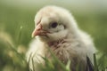 Little chicken green grass. Generate Ai Royalty Free Stock Photo