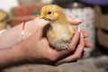 Little chicken in hands close-up Royalty Free Stock Photo