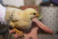 Little chicken in hands close-up Royalty Free Stock Photo