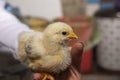 Little chicken in hands close-up Royalty Free Stock Photo