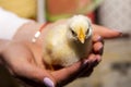 Little chicken in hands close-up Royalty Free Stock Photo