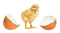 Little chicken hatched from an egg isolated. Royalty Free Stock Photo