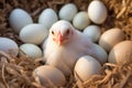 Little chicken on a roost among eggs, poultry farm concept Royalty Free Stock Photo