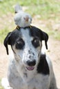 Little chicken standing on smileing dog head Royalty Free Stock Photo