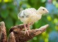 Little chicken turkey Royalty Free Stock Photo