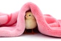 Little chicken under a blanket Royalty Free Stock Photo