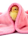 Little chicken under a blanket. Royalty Free Stock Photo