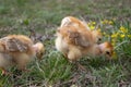 Little chicken, yellow chickens on the grass. Rearing small chickens. Poultry farming Royalty Free Stock Photo