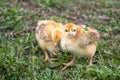 Little chicken, yellow chickens on the grass. Rearing small chickens. Poultry farming Royalty Free Stock Photo