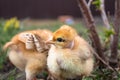 Little chicken, yellow chickens on the grass. Rearing small chickens. Poultry farming Royalty Free Stock Photo