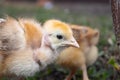 Little chicken, yellow chickens on the grass. Rearing small chickens. Poultry farming Royalty Free Stock Photo