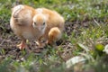 Little chicken, yellow chickens on the grass. Rearing small chickens. Poultry farming Royalty Free Stock Photo