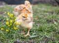 Little chicken, yellow chickens on the grass. Rearing small chickens. Poultry farming Royalty Free Stock Photo